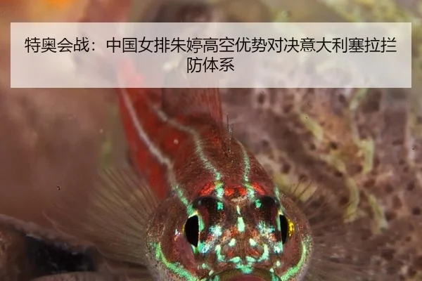 te-ao-hui-zhan-zhong-guo-nv-pai-zhu-ting-gao-kong-you-shi-dui-jue-yi-da-li-sai-la-lan-fang-ti-xi-3-262.jpg